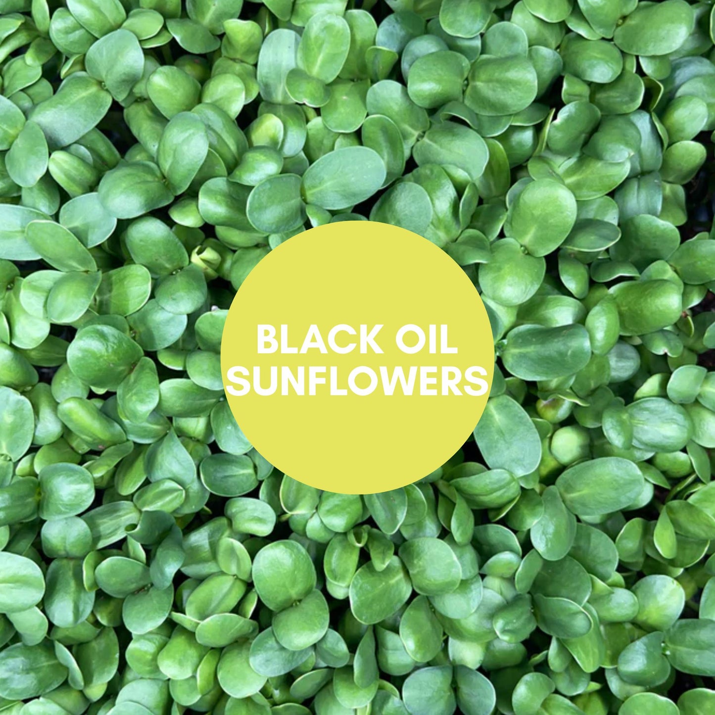 Microgreen Mix - 10/25/25 SATURDAY Harvest & Delivery