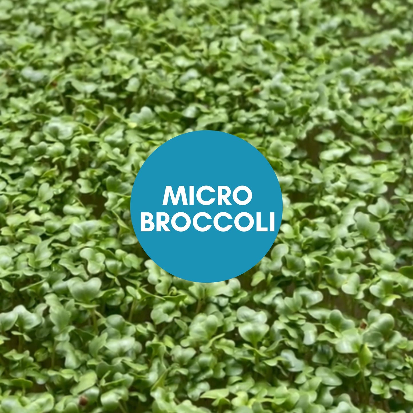 Microgreen Mix - 10/11/25 SATURDAY Harvest & Delivery