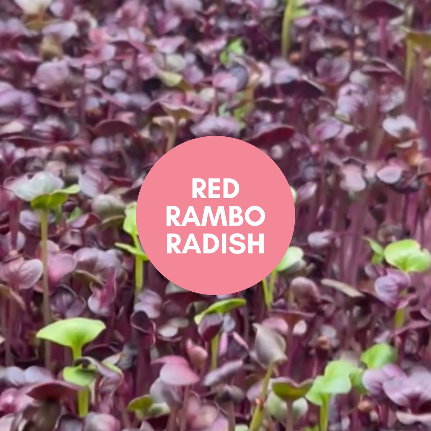 Microgreen Mix - 10/11/25 SATURDAY Harvest & Delivery