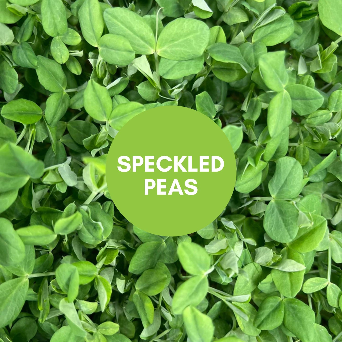 Microgreen Mix - 9/13/25 SATURDAY Harvest & Delivery