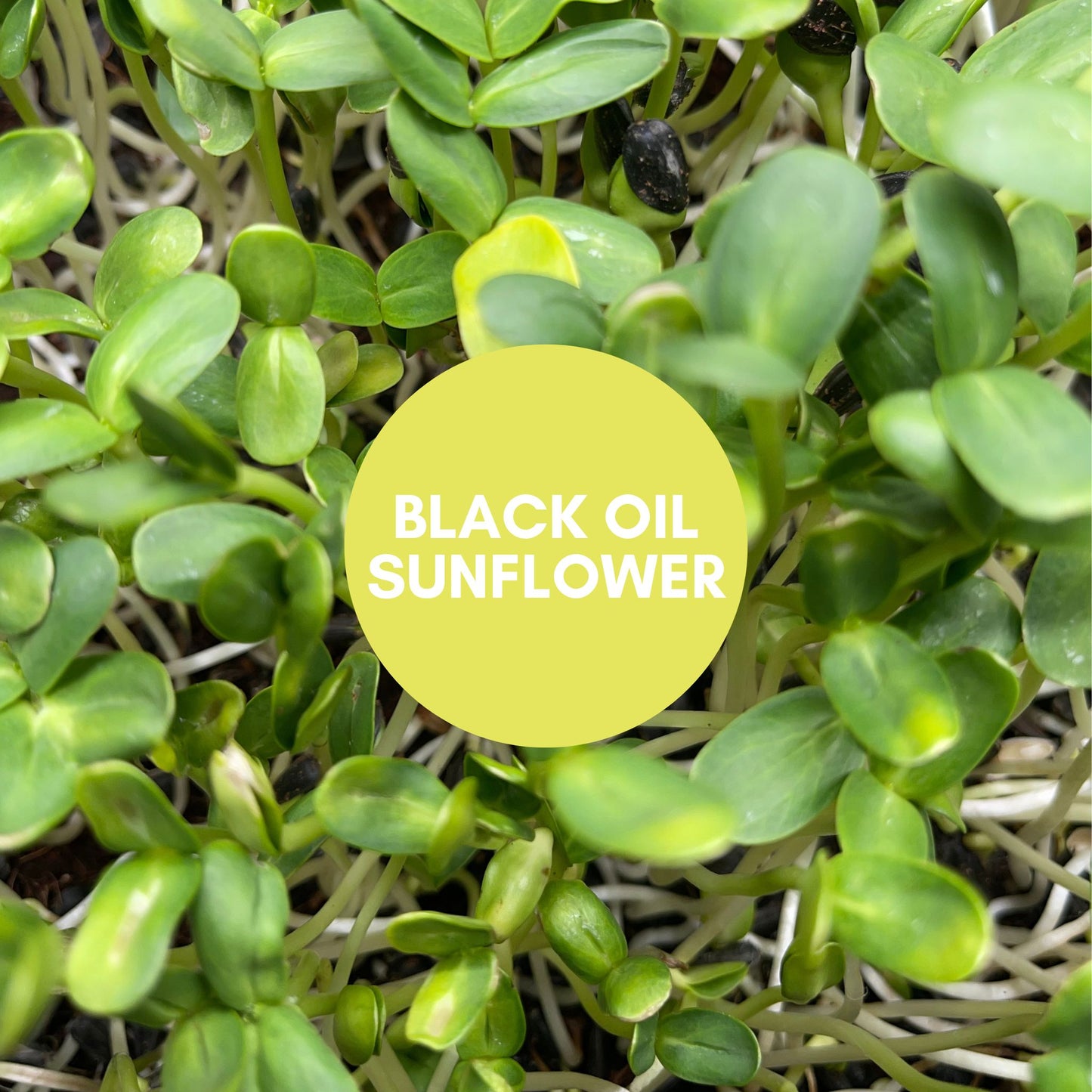 Microgreen Mix - 8/30/25 SATURDAY Harvest & Delivery