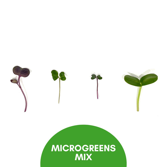 Microgreen Mix - 8/27/25 WEDNESDAY Harvest & Delivery