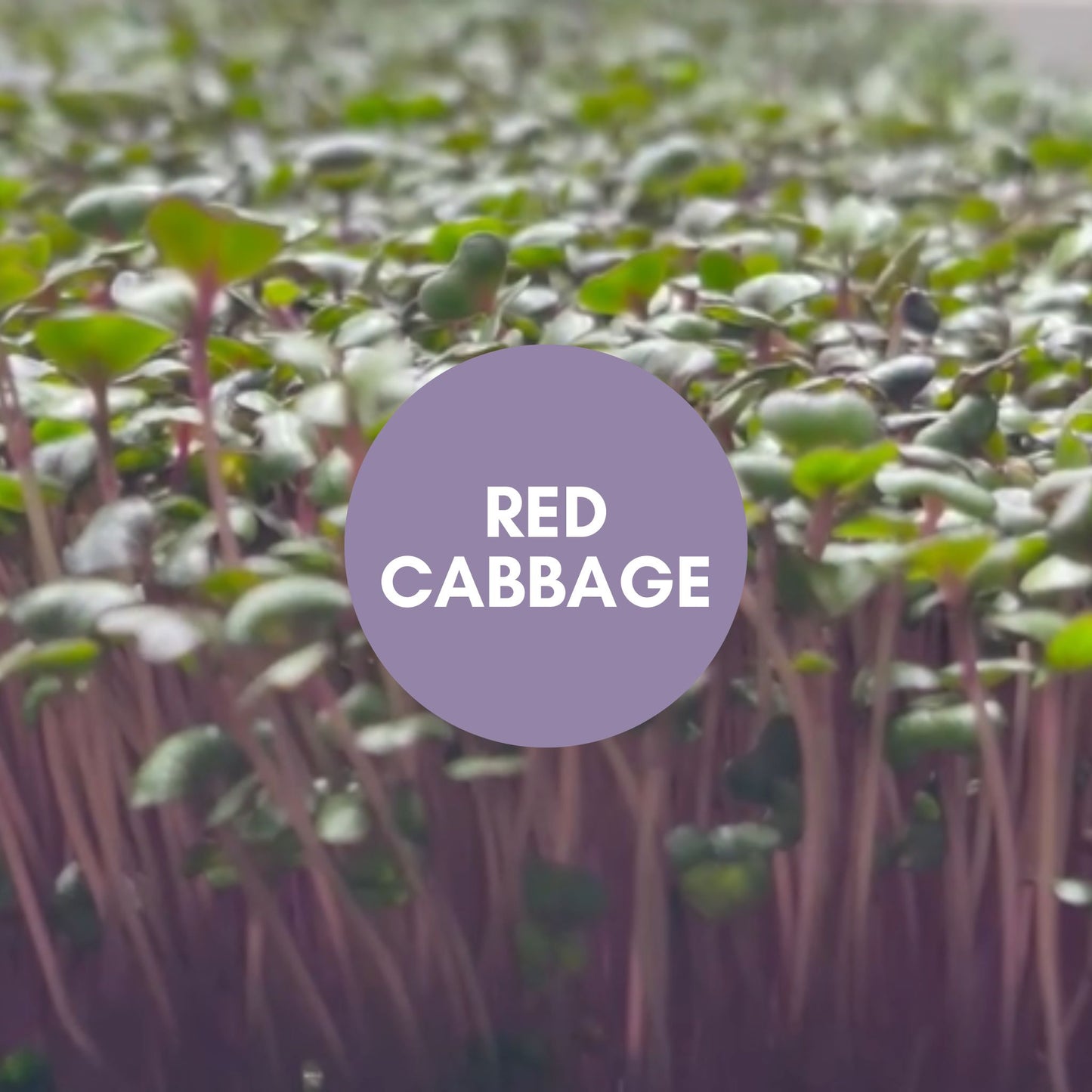 Microgreen Mix - for 5/3/25 Harvest & Delivery