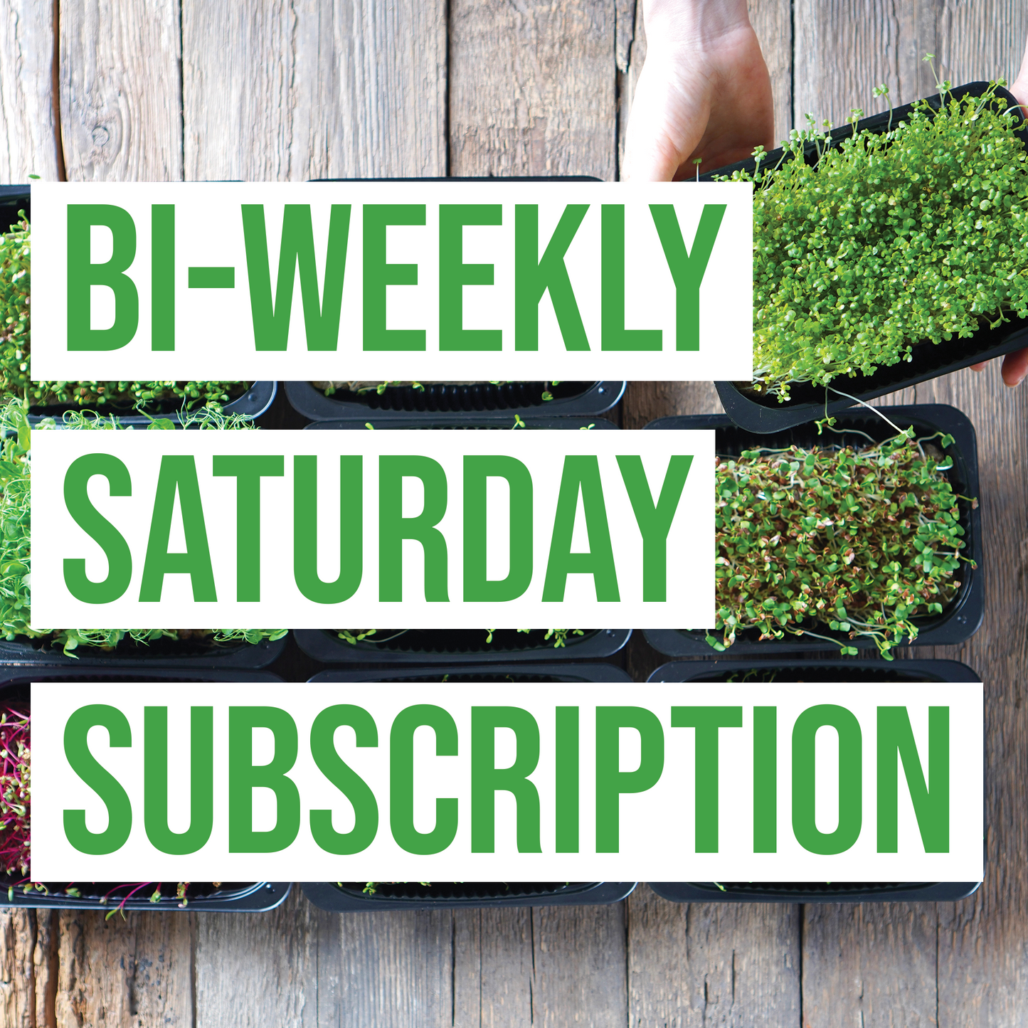 Bi-Weekly Saturday Subscription