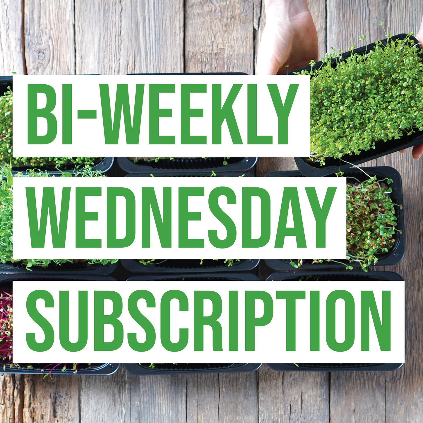 Bi-Weekly Wednesday Subscription